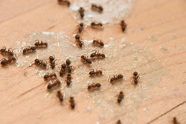 Best Pest Control Near Me  in Silver Spring, MD