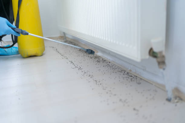 Best Termite Control Services  in Silver Spring, MD