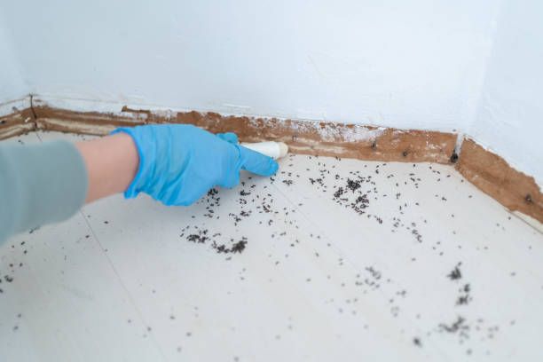 Best Affordable Pest Control Services  in Silver Spring, MD